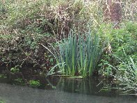 Riserva_naturale_Fiumefreddo - Coltellaccio_maggiore_20100207 045.jpg